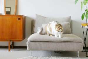 猫ソファIKEA：おすすめ＆選び方ガイド