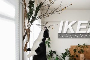 IKEA ハニカムスクリーン で快適空間！選び方と活用術