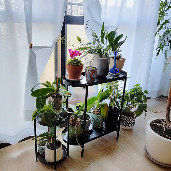 IKEA 観葉植物 棚 でおしゃれな空間を!おすすめの飾り方と選び方 5 ikea e8a6b3e89189e6a48de789a9 e6a39a e381a7e3818ae38197e38283e3828ce381aae7a9bae99693e38292efbc81e3818ae38199e38199e38281e381aee9a3be