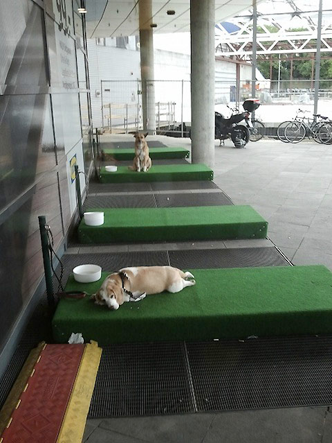 ikea germany now has parking lots for dogs