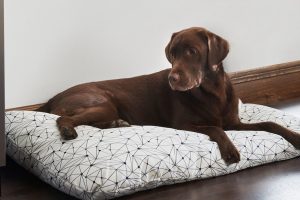 IKEAの犬：家具とペットの安全な共存ガイド