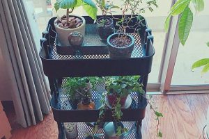 IKEAワゴンで観葉植物を素敵に飾る方法 24 IKEAワゴンで観葉植物を素敵に飾る方法