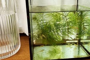 IKEA水槽:おすすめ水槽&選び方ガイド 27 IKEA水槽:おすすめ水槽&選び方ガイド